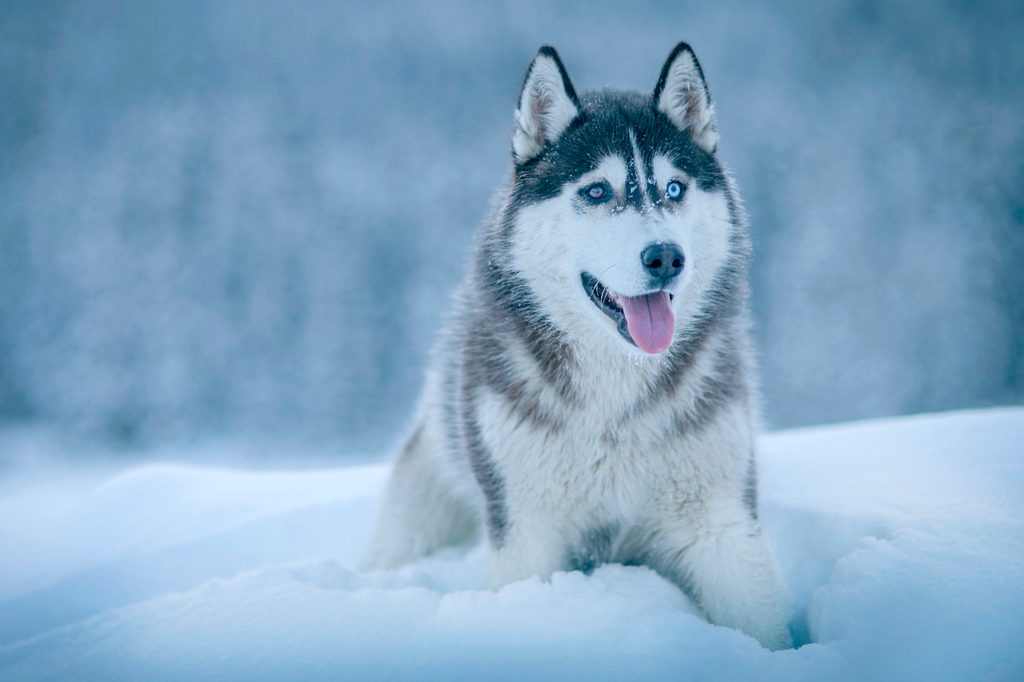 Tout Savoir Sur Le Chien De La Race Husky De Sibérie